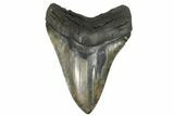 Fossil Megalodon Tooth - South Carolina #170492-1